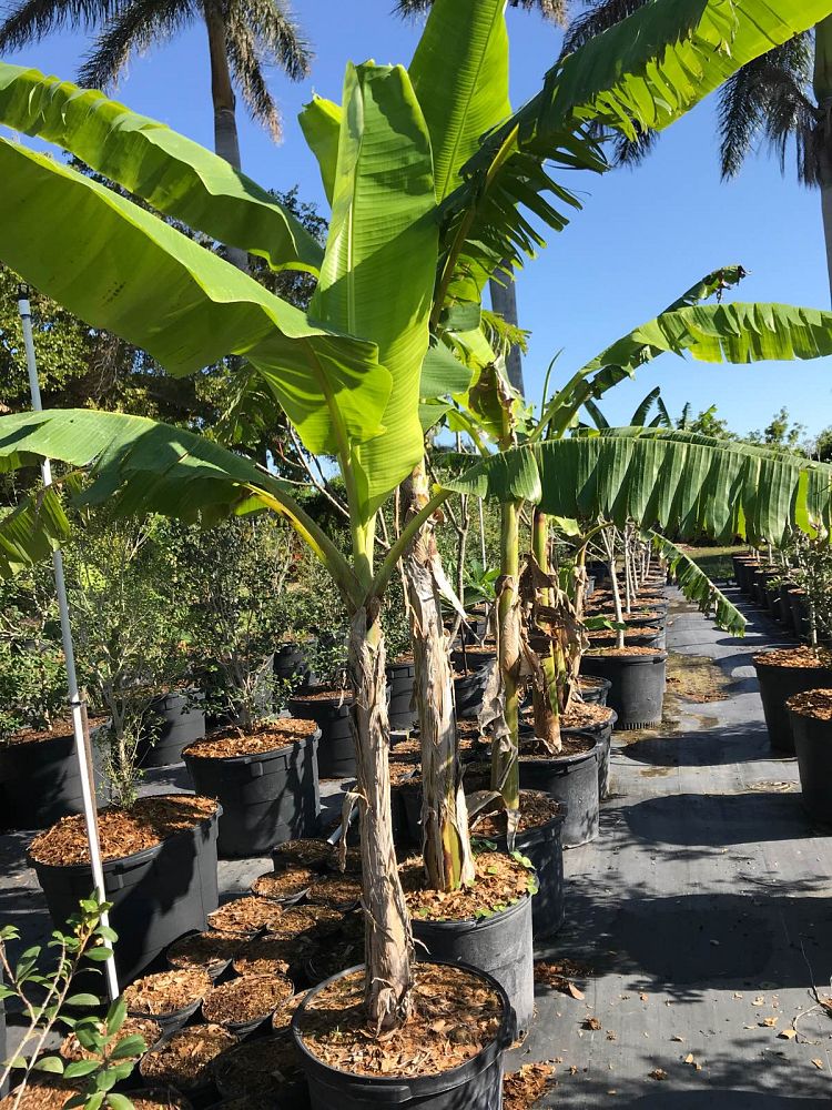 musa-hua-moa-banana