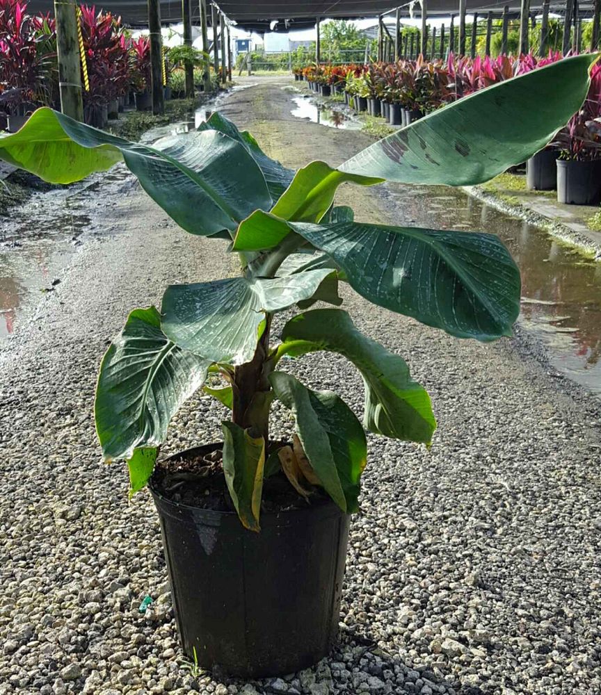 musa-little-prince-banana