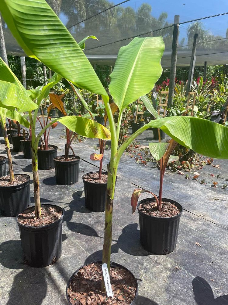musa-margarita-banana