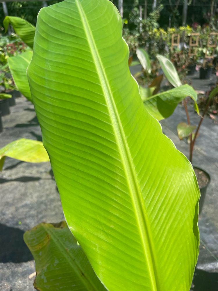 musa-margarita-banana