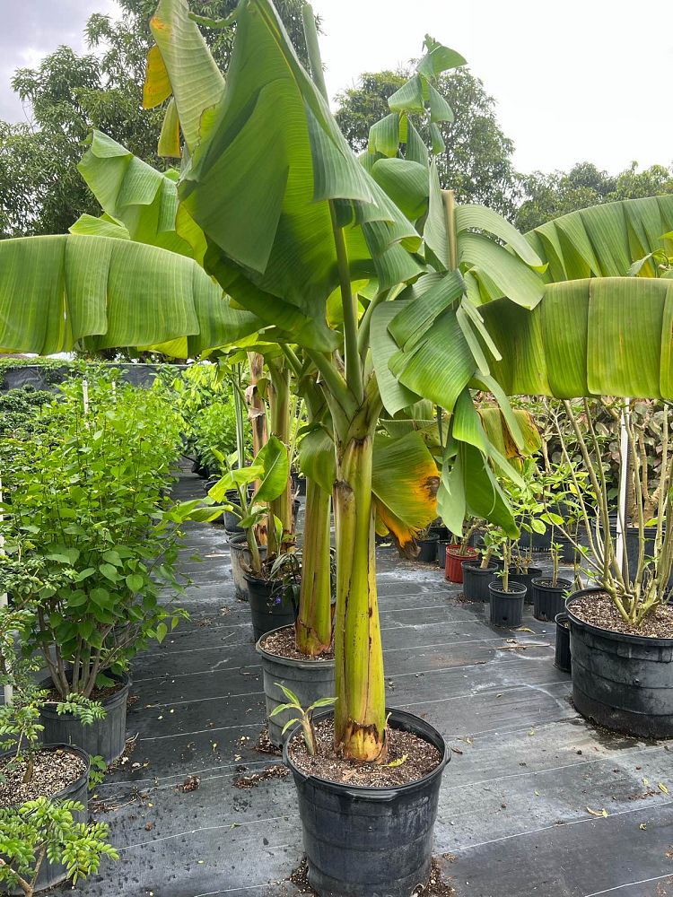 musa-namwah-banana
