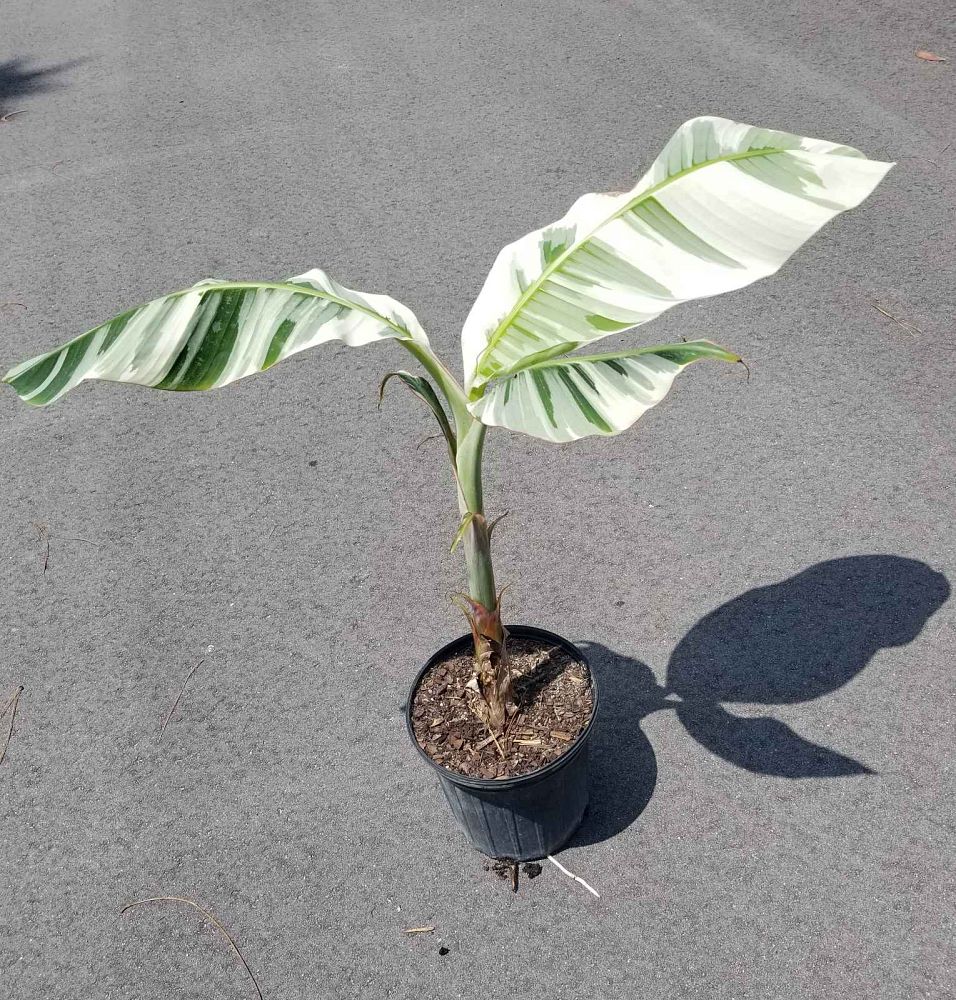 musa-paradisiaca-ae-ae-banana