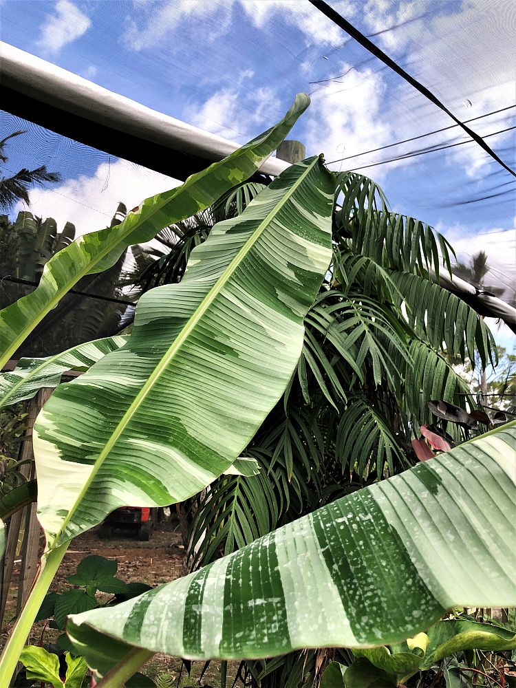 musa-paradisiaca-vittata-variegated-banana