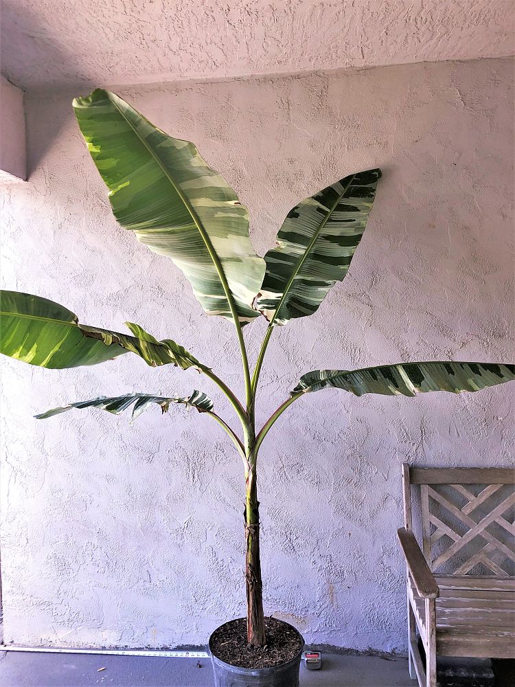 musa-paradisiaca-vittata-variegated-banana