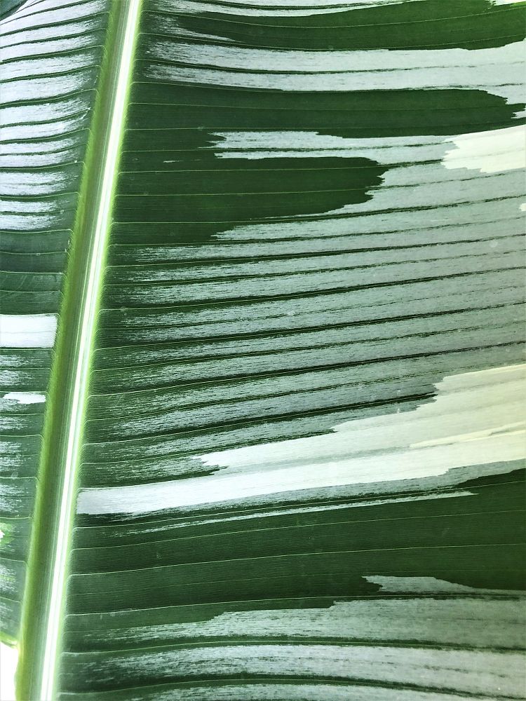 musa-paradisiaca-vittata-variegated-banana
