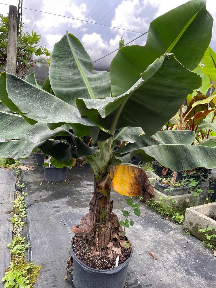 musa-poquito-banana