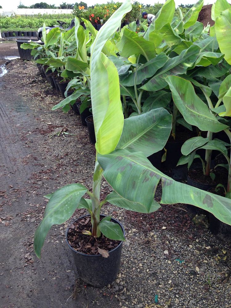musa-raja-puri-banana