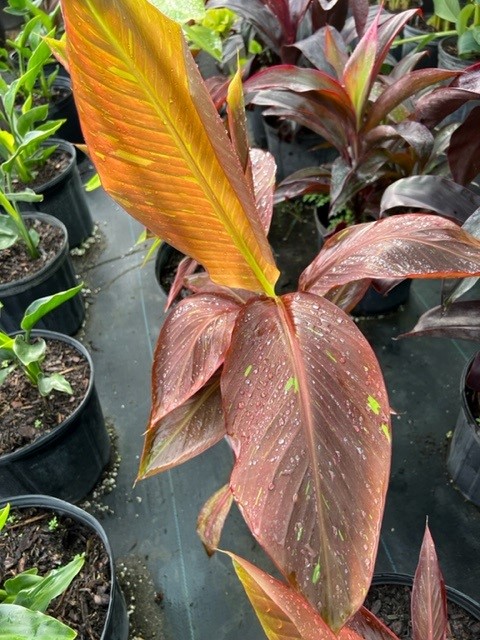 musa-siam-ruby-banana