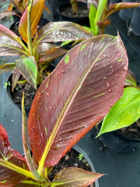 musa-siam-ruby-banana