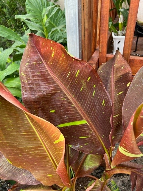musa-siam-ruby-banana