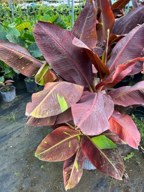 musa-siam-ruby-banana
