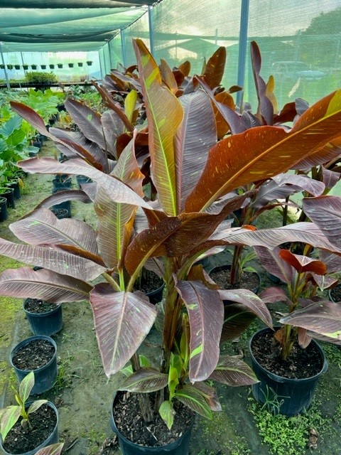 musa-siam-ruby-banana