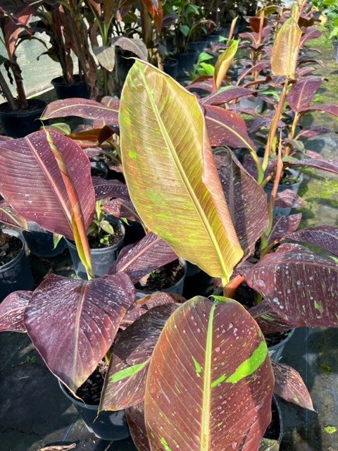 musa-siam-ruby-banana
