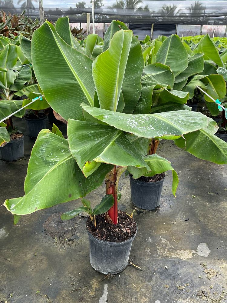 musa-tropicana-banana