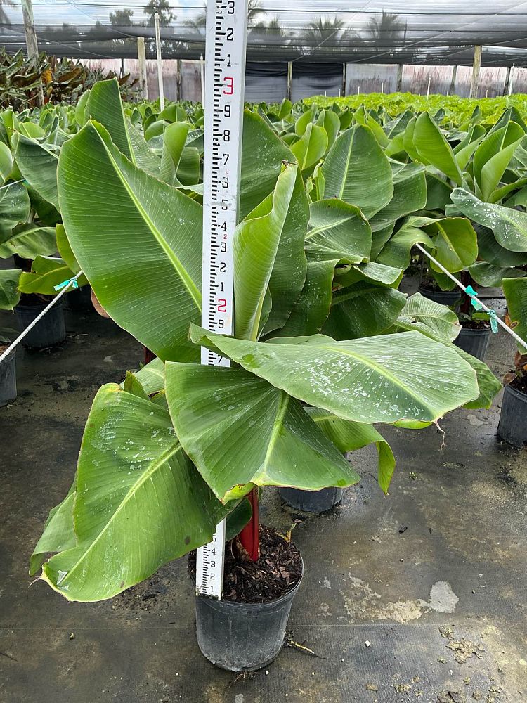 musa-tropicana-banana