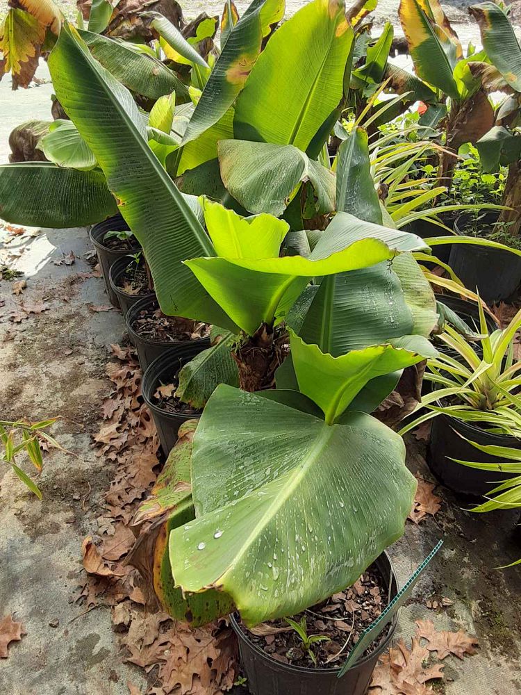 musa-truly-tiny-banana