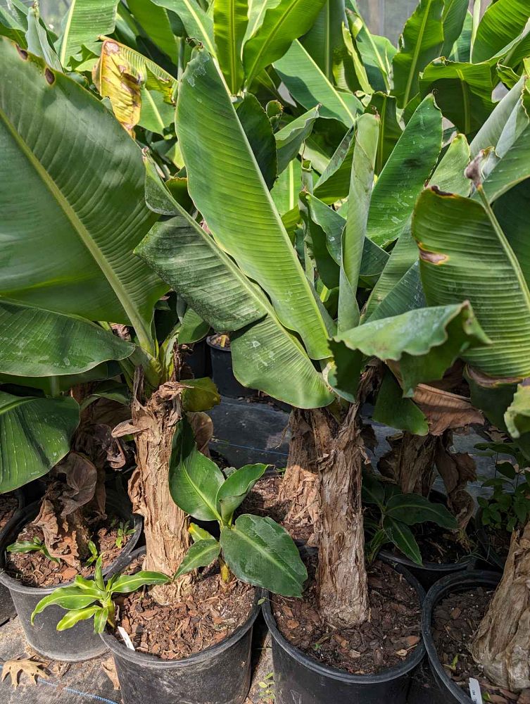 musa-truly-tiny-banana