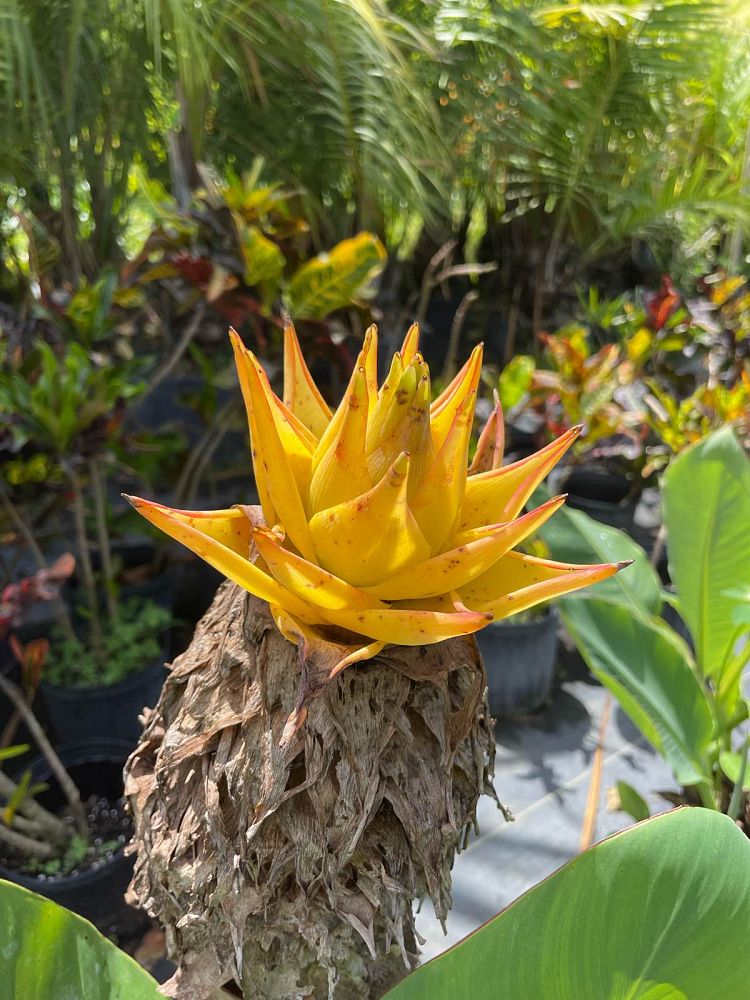 musella-lasiocarpa-golden-lotus-banana-chinese-yellow-banana