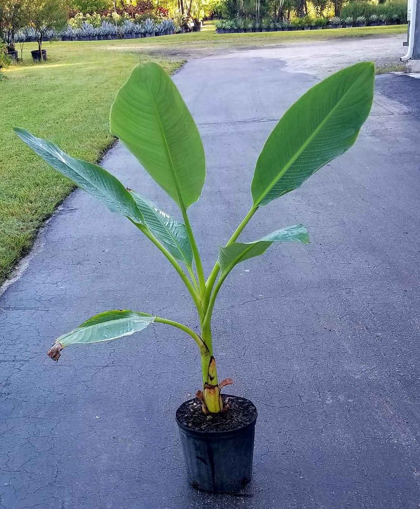 musella-lasiocarpa-golden-lotus-banana-chinese-yellow-banana