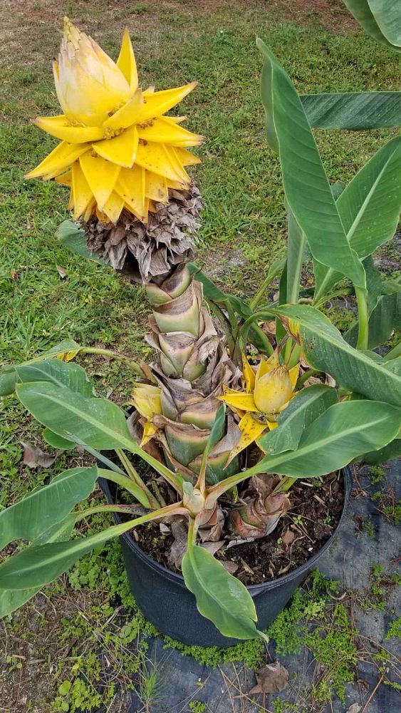 musella-lasiocarpa-golden-lotus-banana-chinese-yellow-banana