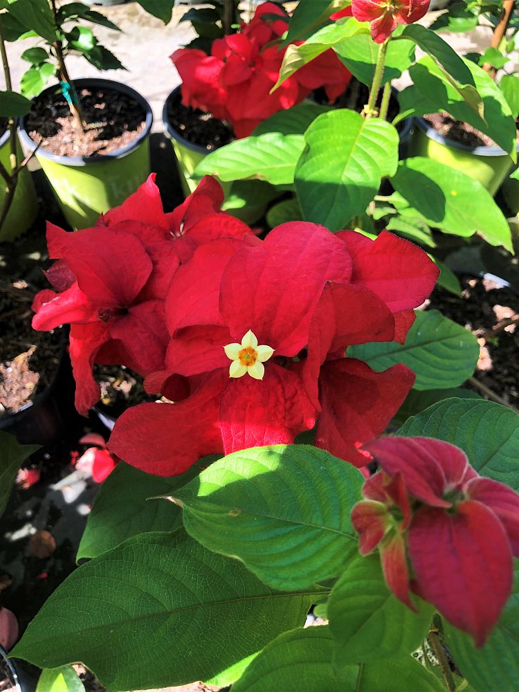 mussaenda-erythrophylla-mussaenda-ashanti-blood-red-mussaenda