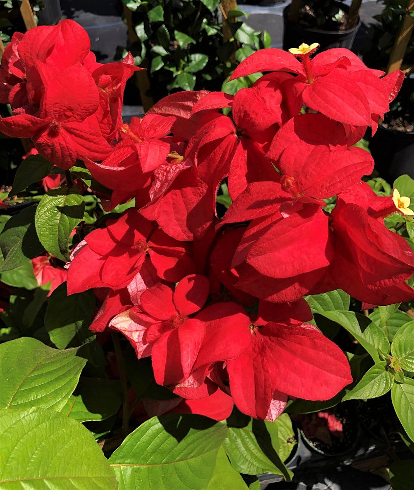 mussaenda-erythrophylla-mussaenda-ashanti-blood-red-mussaenda