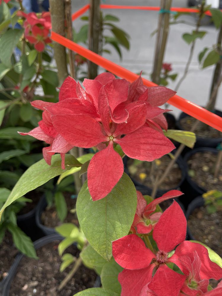 mussaenda-erythrophylla-mussaenda-ashanti-blood-red-mussaenda