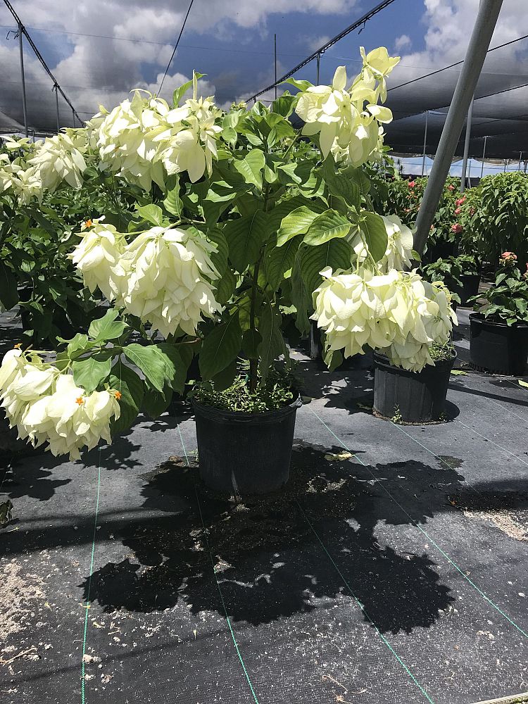 mussaenda-glabra-dwarf-yellow-mussaenda-mussaenda-flava-mussaenda-incana-mussaenda-luteola-white-wing-mussaenda
