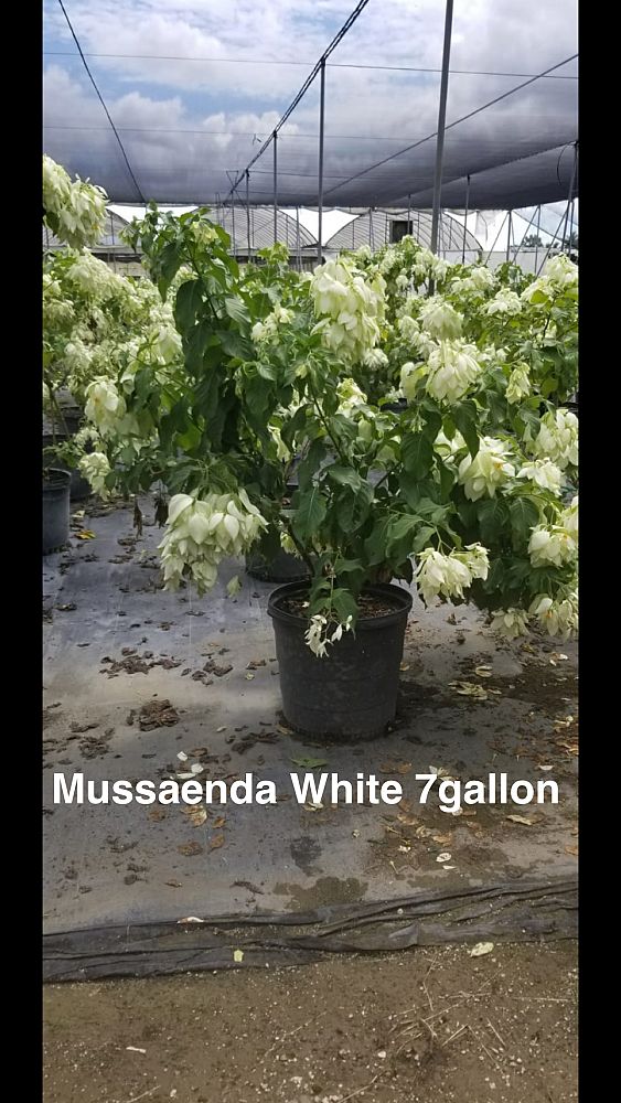 mussaenda-glabra-dwarf-yellow-mussaenda-mussaenda-flava-mussaenda-incana-mussaenda-luteola-white-wing-mussaenda