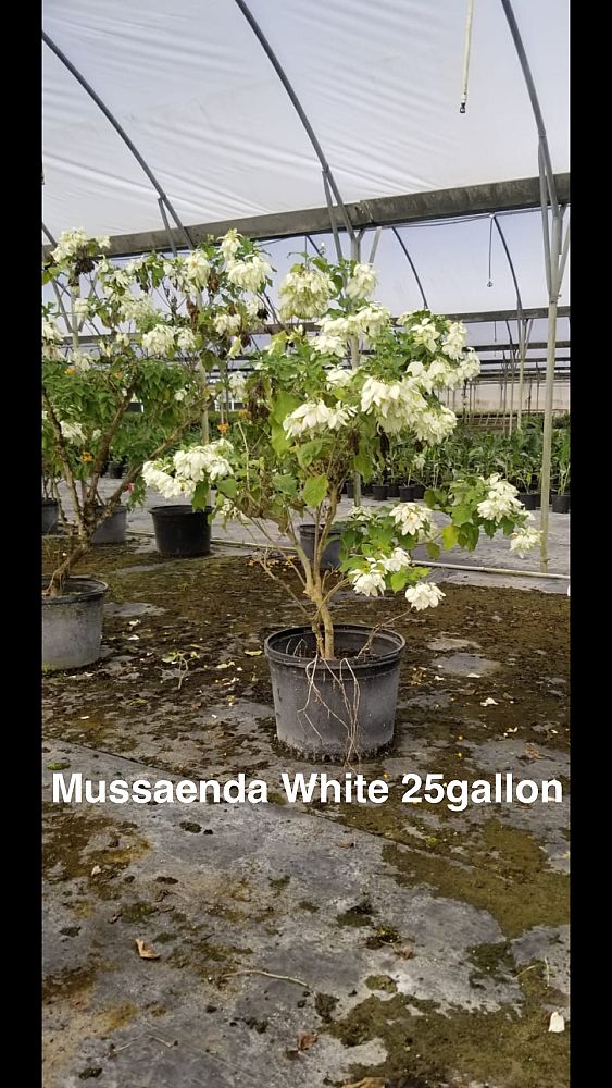mussaenda-glabra-dwarf-yellow-mussaenda-mussaenda-flava-mussaenda-incana-mussaenda-luteola-white-wing-mussaenda