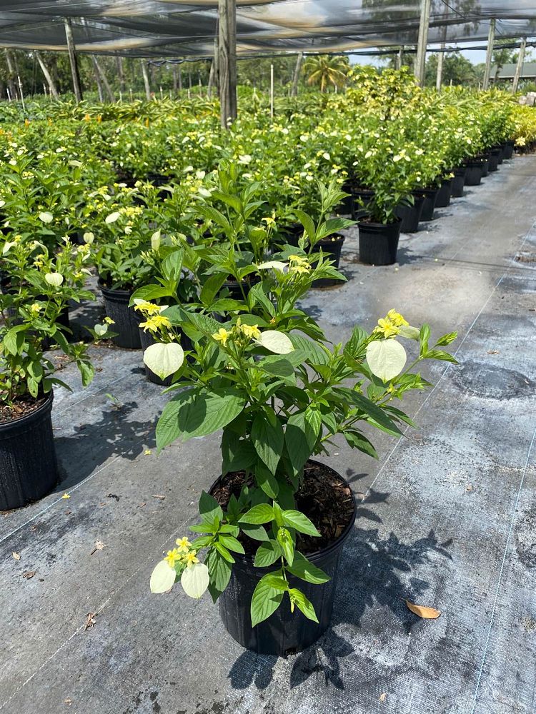 mussaenda-glabra-dwarf-yellow-mussaenda-mussaenda-flava-mussaenda-incana-mussaenda-luteola-white-wing-mussaenda