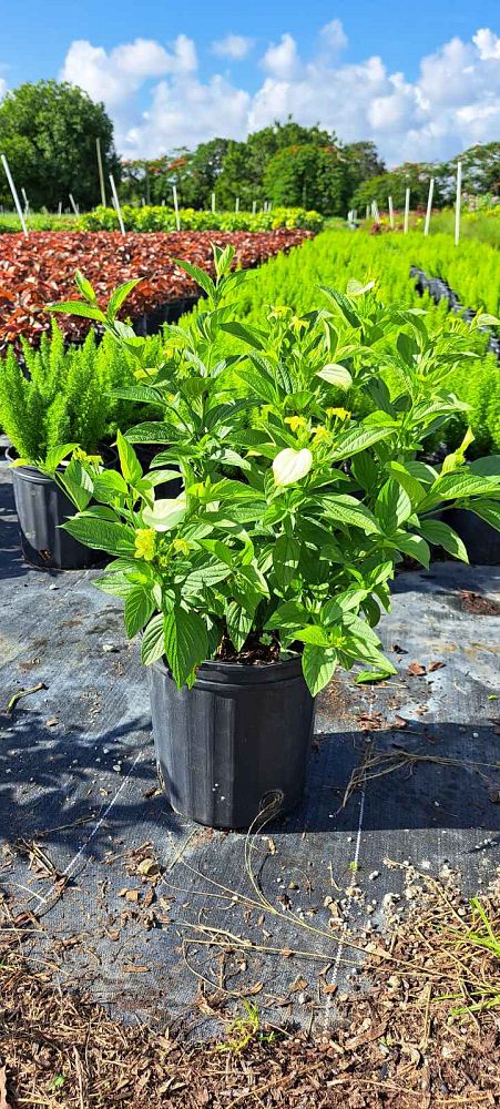 mussaenda-glabra-dwarf-yellow-mussaenda-mussaenda-flava-mussaenda-incana-mussaenda-luteola-white-wing-mussaenda