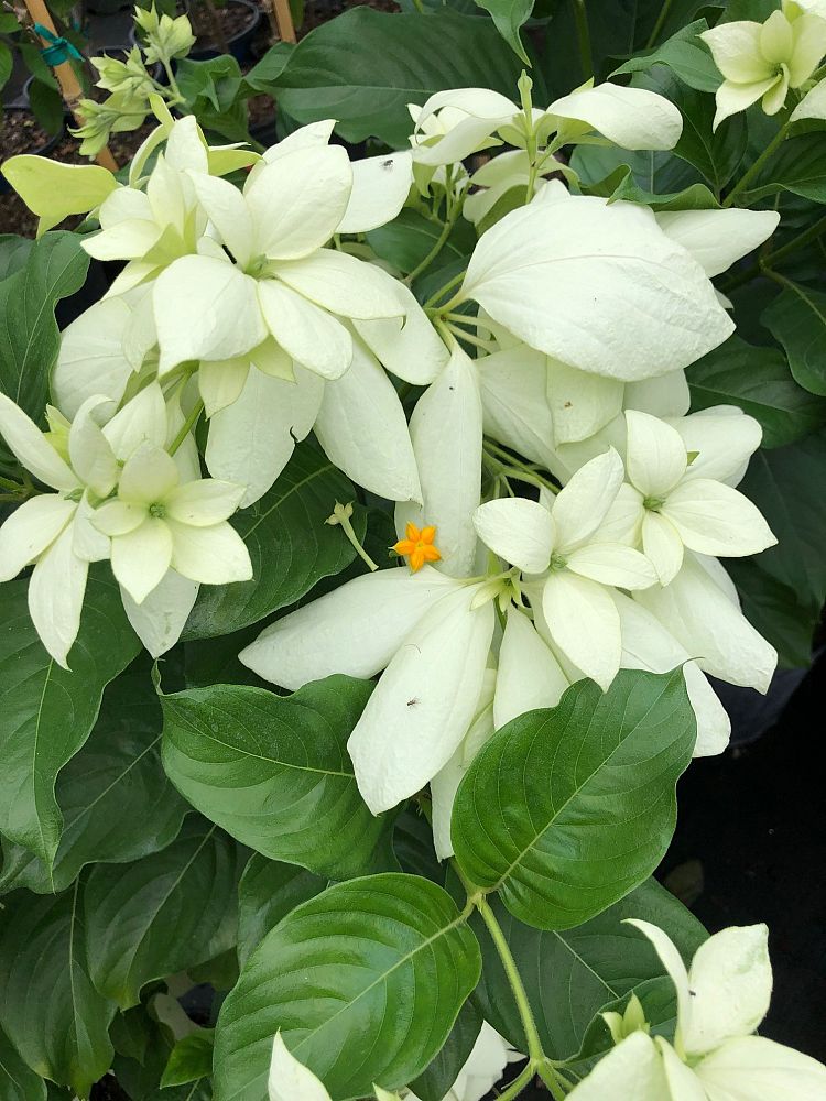 mussaenda-philippica-dona-aurorae-buddha-s-lamp-white-mussaenda