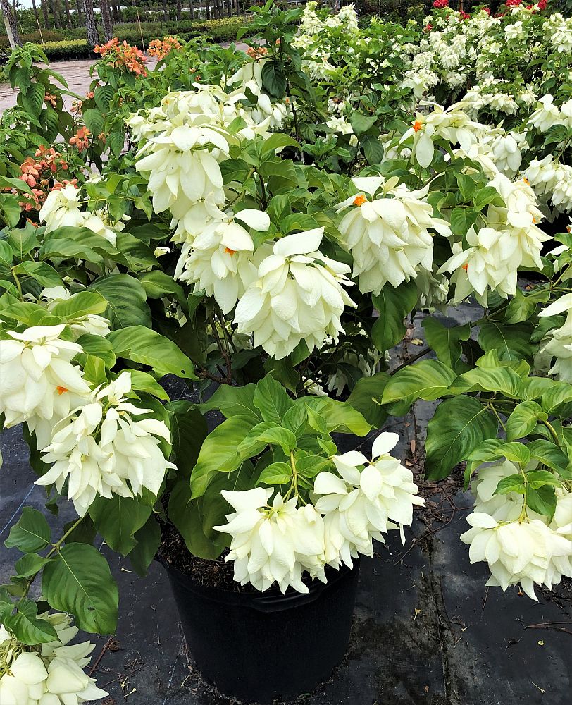 mussaenda-philippica-dona-aurorae-buddha-s-lamp-white-mussaenda