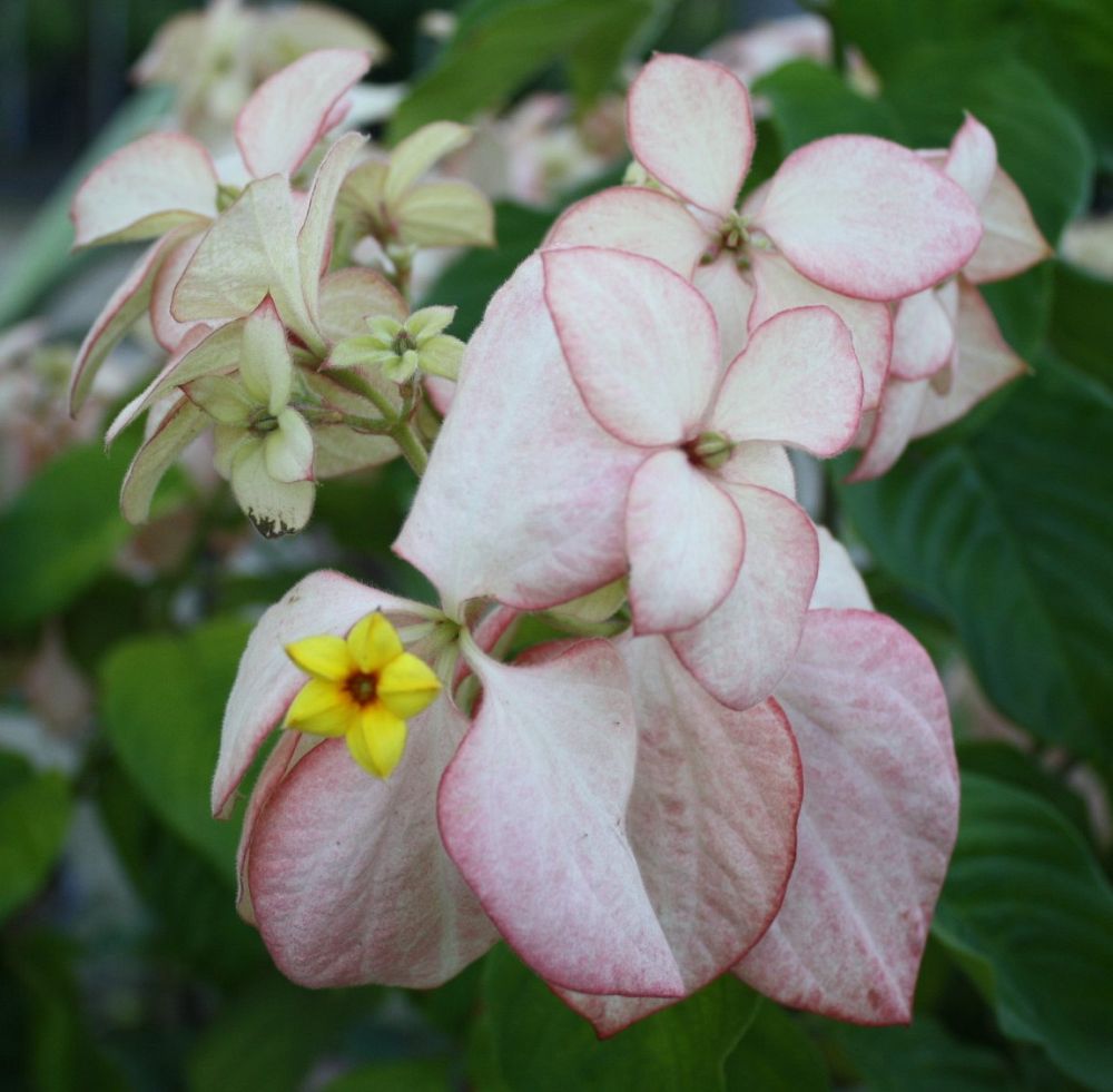 mussaenda-philippica-queen-sirikit-buddha-s-lamp-peach-mussaenda-bangkok-rose