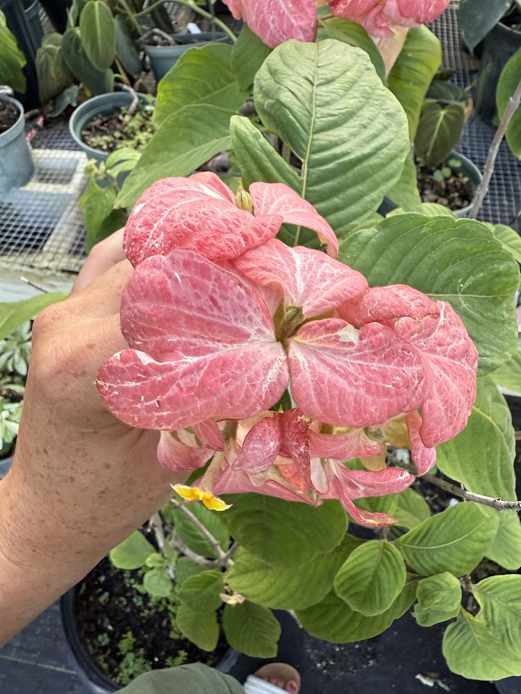 mussaenda-philippica-queen-sirikit-buddha-s-lamp-peach-mussaenda-bangkok-rose