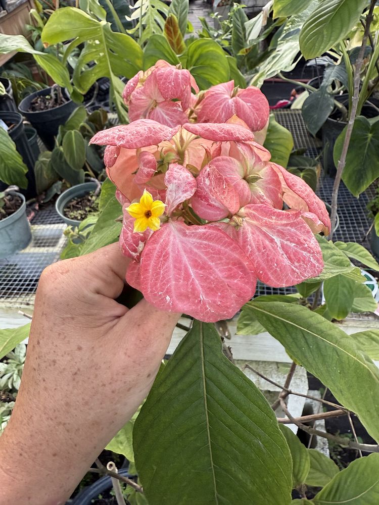 mussaenda-philippica-queen-sirikit-buddha-s-lamp-peach-mussaenda-bangkok-rose