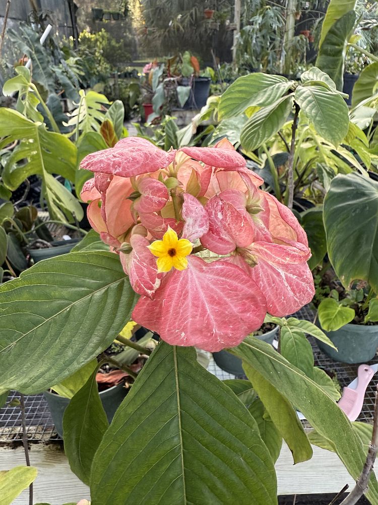 mussaenda-philippica-queen-sirikit-buddha-s-lamp-peach-mussaenda-bangkok-rose