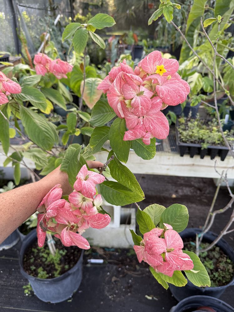 mussaenda-philippica-queen-sirikit-buddha-s-lamp-peach-mussaenda-bangkok-rose