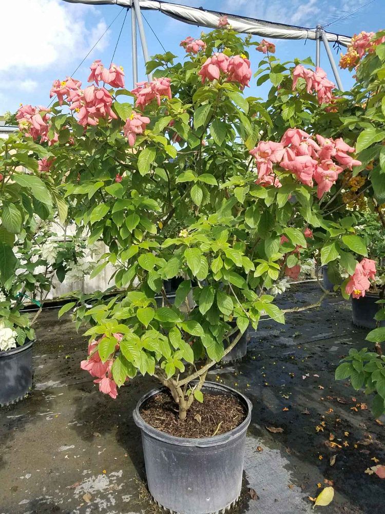 mussaenda