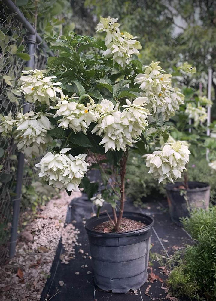 mussaenda