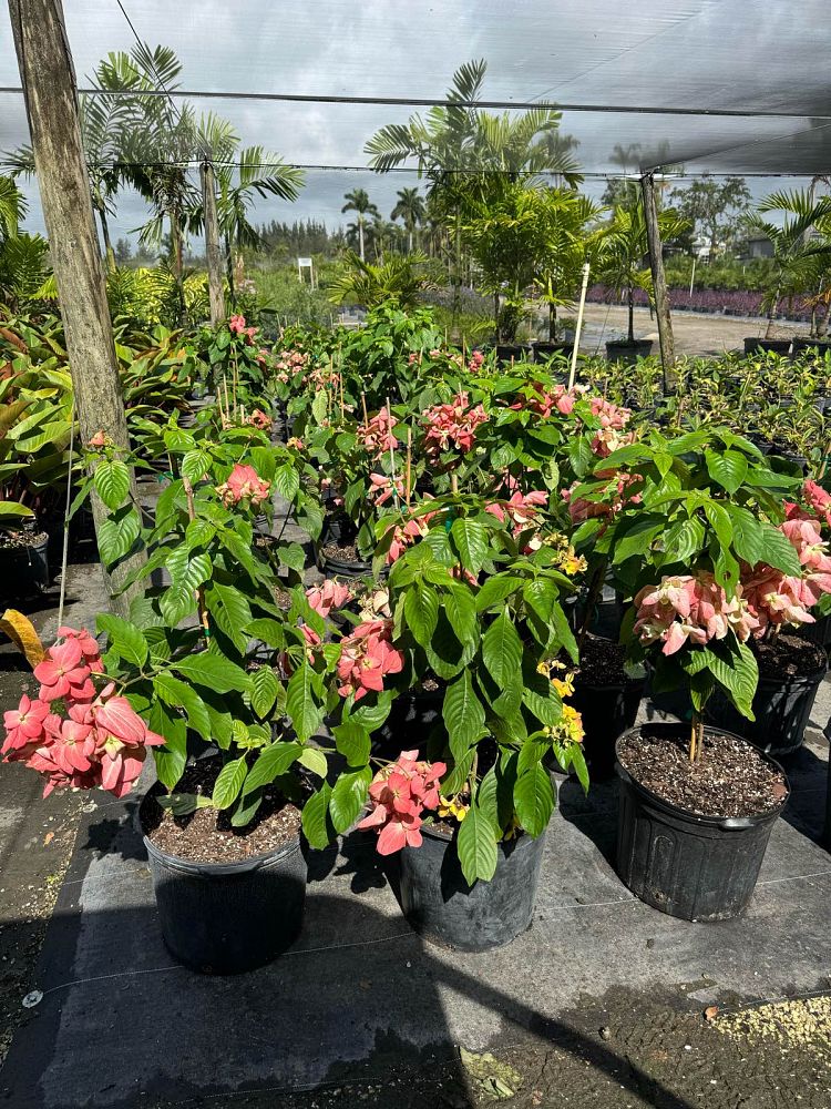 mussaenda