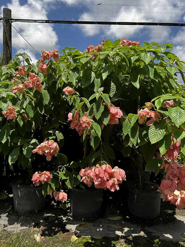 mussaenda
