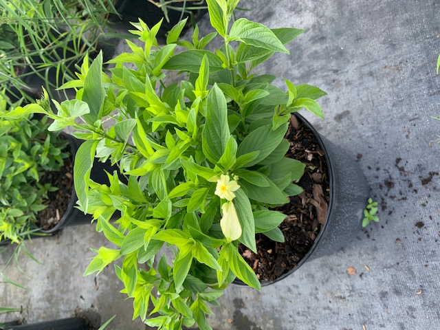 mussaenda