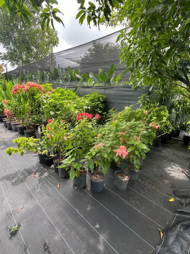mussaenda