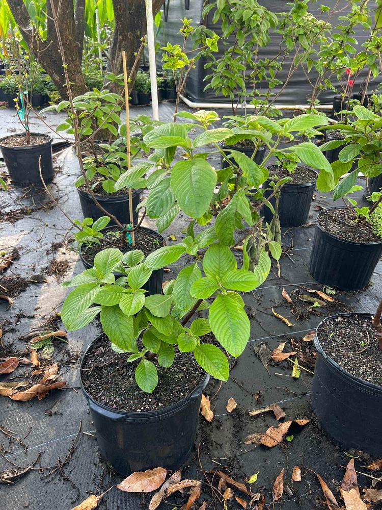 mussaenda