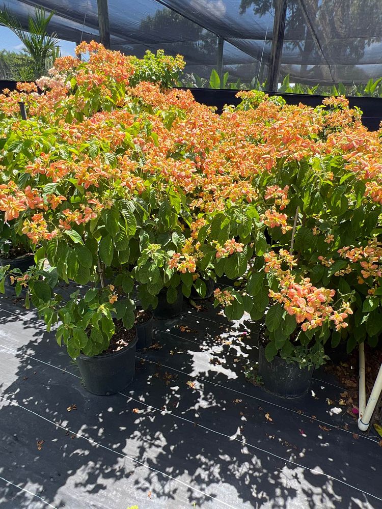 mussaenda
