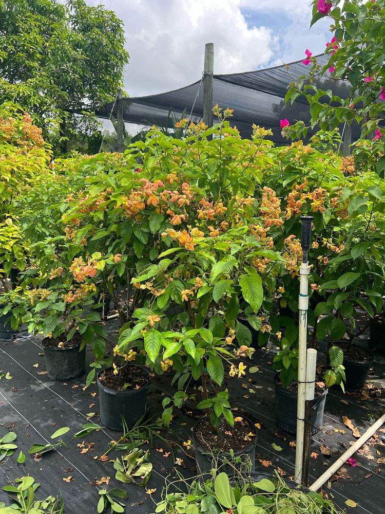 mussaenda