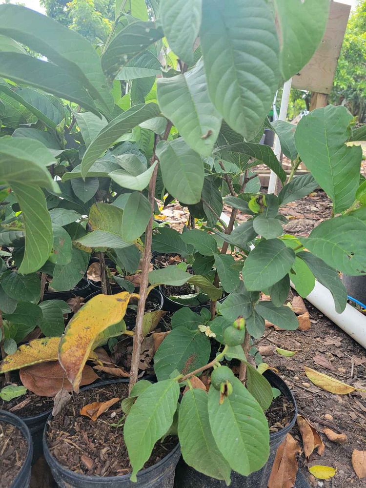 myrcia-leptoclada-guayabacon