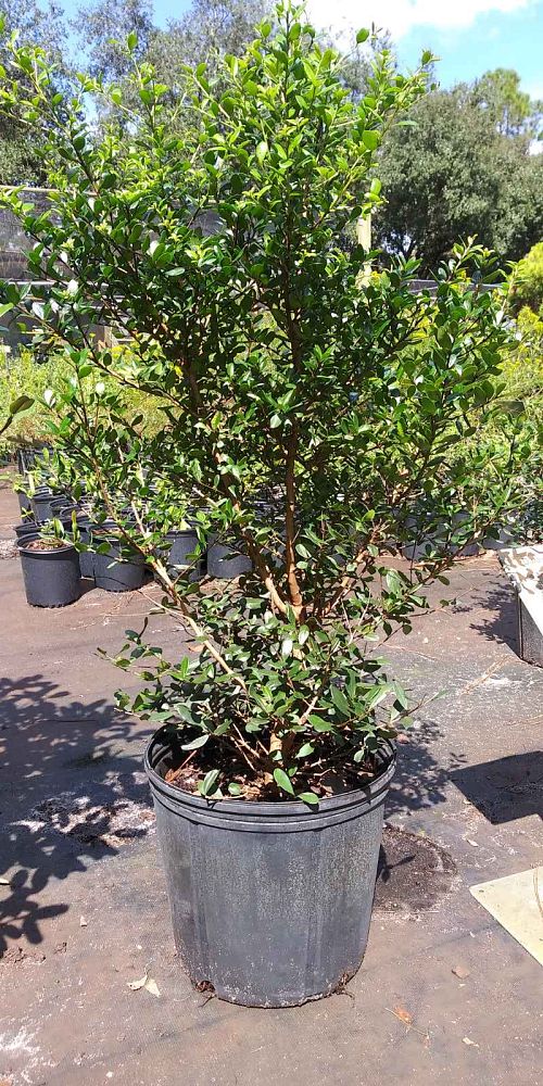 myrcianthes-fragrans-compacta-simpson-s-stopper